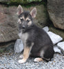 German Shepherd/Siberian Husky For Sale Millersburg OH Female-Juliet