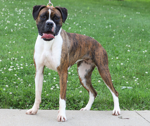 ACA Registered Boxer For Sale Sugarcreek, OH Female- Flash