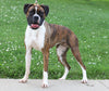ACA Registered Boxer For Sale Sugarcreek, OH Female- Flash