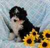 Mini Bernedoodle For Sale Applecreek OH Male-Sam