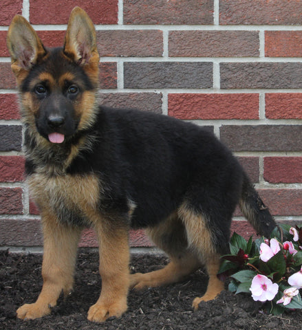 AKC Registered German Shepherd For Sale Millersburg OH Female-Rosalie