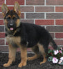 AKC Registered German Shepherd For Sale Millersburg OH Female-Rosalie