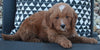 Mini Goldendoodle For Sale Applecreek OH Male-Shaq