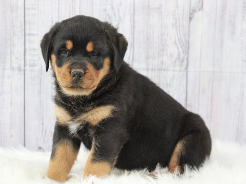 AKC Registered Rottweiler For Sale Millersburg, OH Male- Diamond