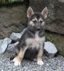 German Shepherd/Siberian Husky For Sale Millersburg OH Female-Juliet