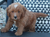 Mini Goldendoodle For Sale Applecreek OH Male-Shaq