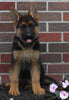 AKC Registered German Shepherd For Sale Millersburg OH Female-Rosalie