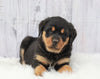 AKC Registered Rottweiler For Sale Millersburg, OH Male- Diamond