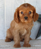 AKC Registered Cavalier For Sale Millersburg OH Female-Ashley