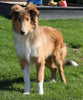 AKC Registered Lassie Collie For Sale Millersburg OH Male-Willie
