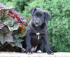 Labrador Retriever Mix For Sale Sugarcreek, OH Female- Rosey