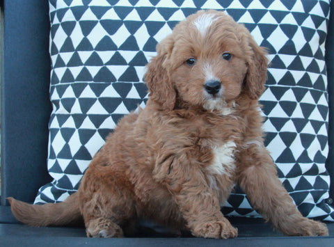 Mini Goldendoodle For Sale Applecreek OH Male-Shaq