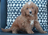 Mini Goldendoodle For Sale Applecreek OH Male-Shaq