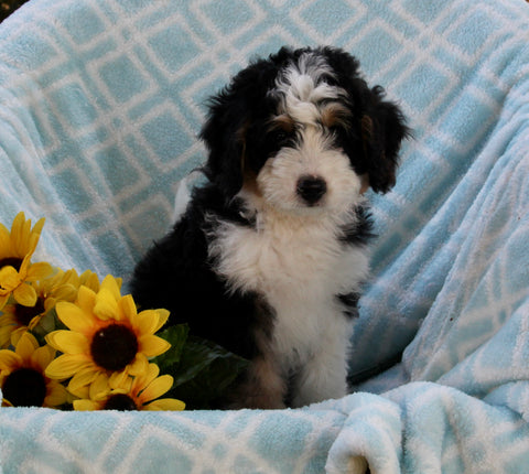Mini Bernedoodle For Sale Applecreek OH Male-Chief