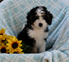 Mini Bernedoodle For Sale Applecreek OH Male-Chief