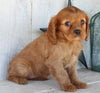 AKC Registered Cavalier For Sale Millersburg OH Female-Ashley