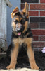 AKC Registered German Shepherd For Sale Millersburg OH Female-Renita