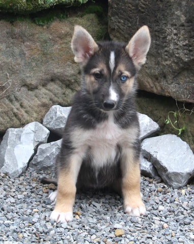 German Shepherd/Siberian Husky For Sale Millersburg OH Female-Jenna