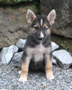 German Shepherd/Siberian Husky For Sale Millersburg OH Female-Jenna