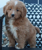 Mini Goldendoodle For Sale Applecreek OH Male-Jade