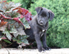 Labrador Retriever Mix For Sale Sugarcreek, OH Female- Rosey