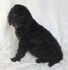 Standard Goldendoodle For Sale Sugarcreek OH Female-Sabrina