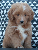 Mini Goldendoodle For Sale Applecreek OH Male-Jade