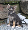 German Shepherd/Siberian Husky For Sale Millersburg OH Female-Jenna