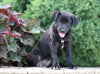 Labrador Retriever Mix For Sale Sugarcreek, OH Female- Rosey