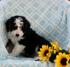 Mini Bernedoodle For Sale Applecreek OH Male-Chief