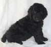 Standard Goldendoodle For Sale Sugarcreek OH Female-Sabrina