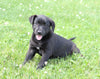 Labrador Retriever Mix For Sale Sugarcreek, OH Female- Rosey