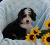 Mini Bernedoodle For Sale Applecreek OH Male-Chief