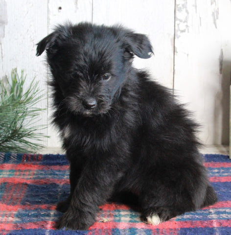 Pomapoo For Sale Millersburg OH Female-Suzanna