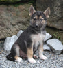 German Shepherd/Siberian Husky For Sale Millersburg OH Male-Justin