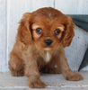 AKC Registered Cavalier For Sale Millersburg OH Female-Angie