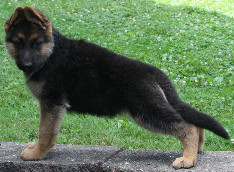 AKC Registered German Shepherd For Sale Baltic, OH Female- Roxy