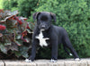 Labrador Retriever Mix For Sale Sugarcreek, OH Female- Charlotte