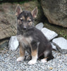 German Shepherd/Siberian Husky For Sale Millersburg OH Male-Justin