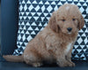 Mini Goldendoodle For Sale Applecreek OH Male-Kobe