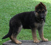 AKC Registered German Shepherd For Sale Baltic, OH Female- Roxy
