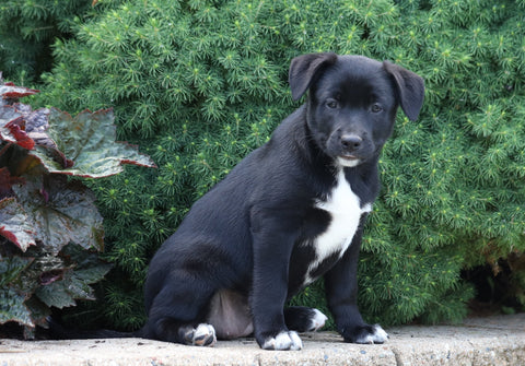 Labrador Retriever Mix For Sale Sugarcreek, OH Female- Charlotte