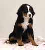 AKC Registered Bernese Mountain Dog For Sale Brinkhaven OH Female-Bethany