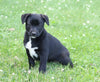 Labrador Retriever Mix For Sale Sugarcreek, OH Female- Charlotte