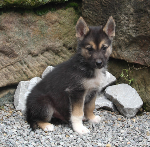 German Shepherd/Siberian Husky For Sale Millersburg OH Male-Joey