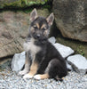 German Shepherd/Siberian Husky For Sale Millersburg OH Male-Joey