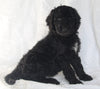 Standard Goldendoodle For Sale Sugarcreek OH Female-Sally