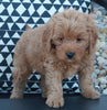 Mini Goldendoodle For Sale Applecreek OH Female-Lily