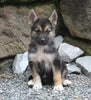 German Shepherd/Siberian Husky For Sale Millersburg OH Male-Joey