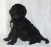 Standard Goldendoodle For Sale Sugarcreek OH Female-Sally